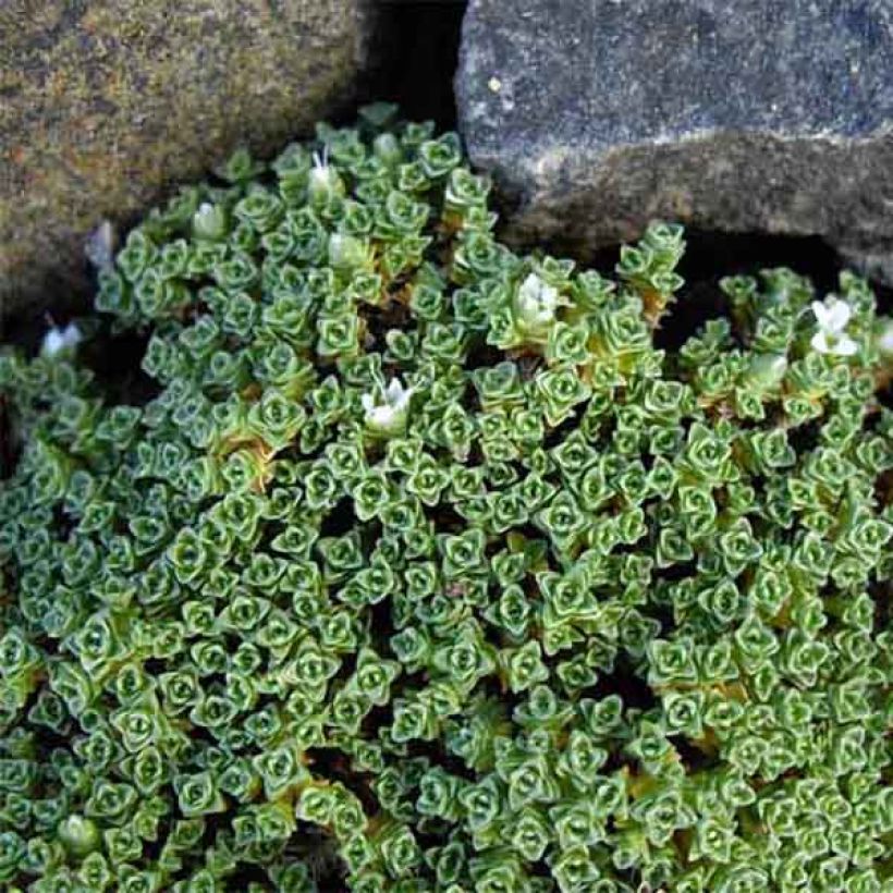 Arho - Arenaria tetraquetra subsp. granatensis (Kasvutapa)