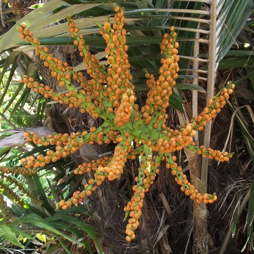 Arenga englerii (Sadonkorjuu)