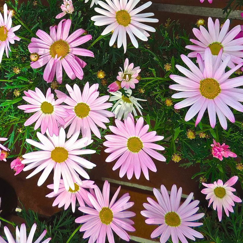 Kanarianmarketta Gill s Pink (Kukinta)
