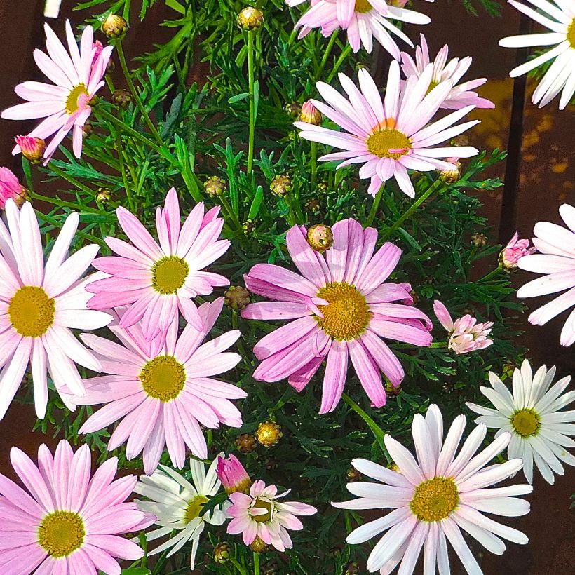 Kanarianmarketta Gill s Pink (Kasvutapa)