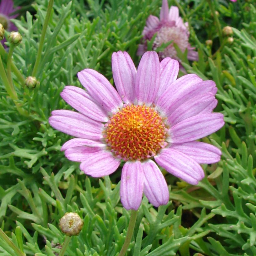 Kanarianmarketta Petite Pink (Kukinta)