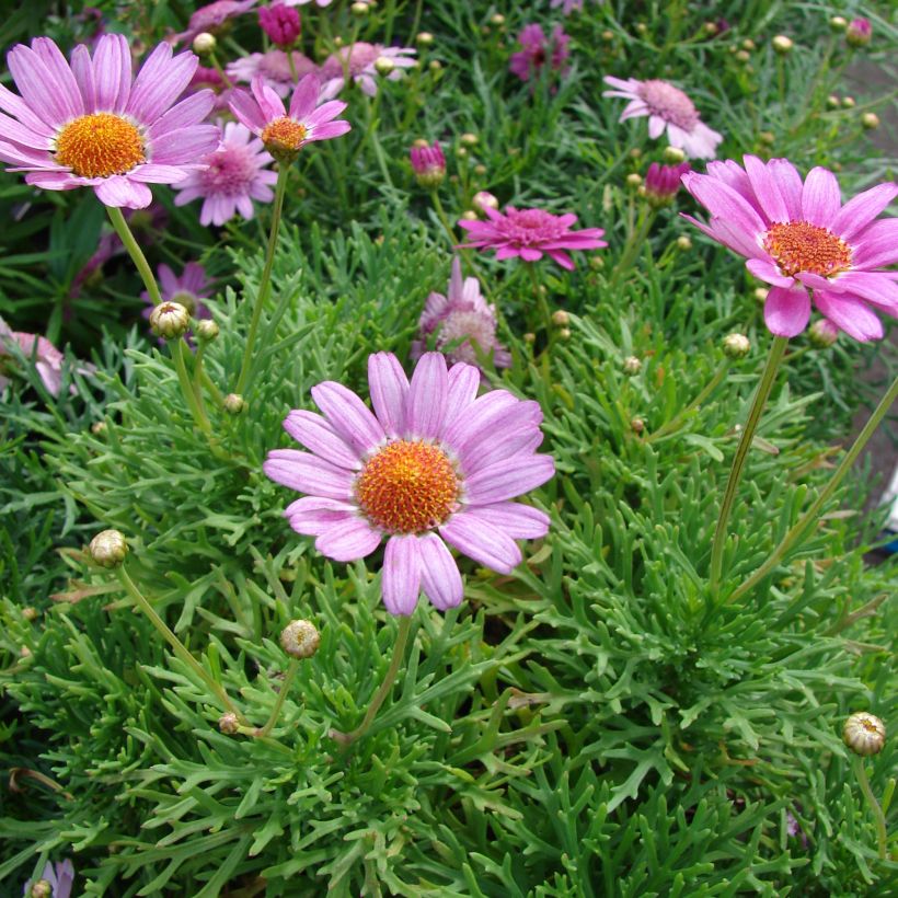 Kanarianmarketta Petite Pink (Kasvutapa)