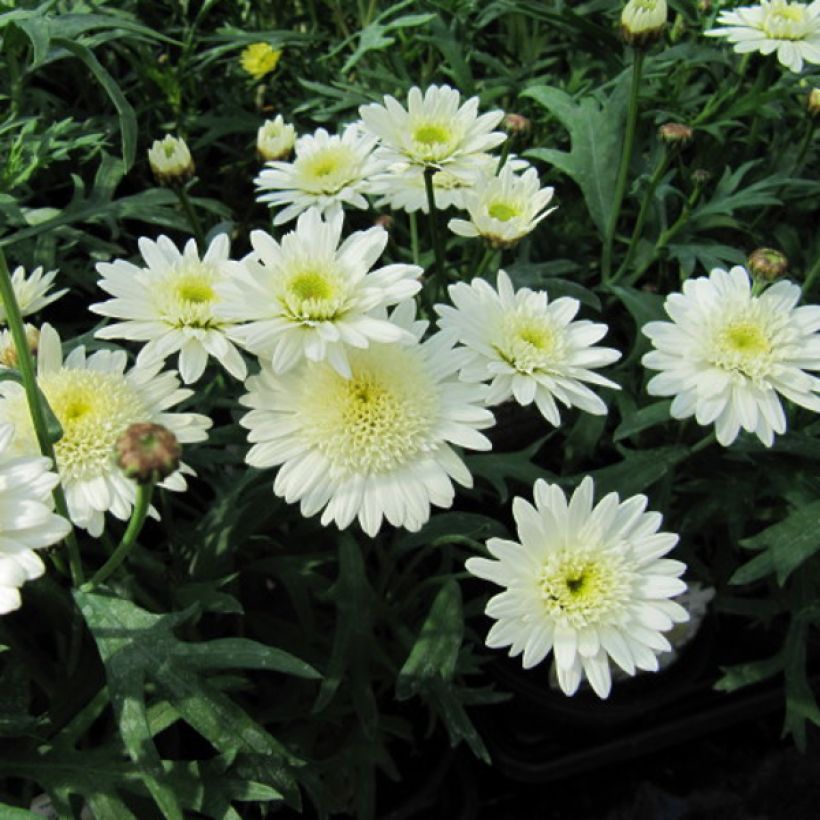 Kanarianmarketta Powder Puff (Kukinta)