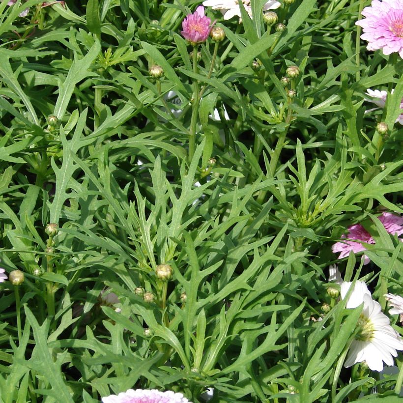Kanarianmarketta Summer Melody (Lehvistö)