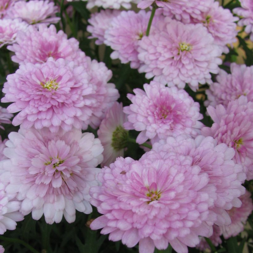 Kanarianmarketta Summer Melody (Kukinta)