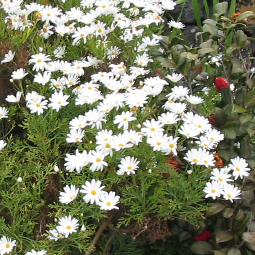 Kanarianmarketta Snowflake (Kukinta)