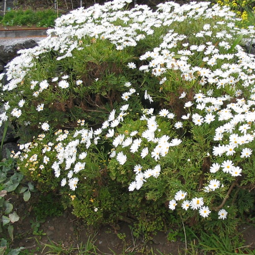 Kanarianmarketta Snowflake (Kasvutapa)