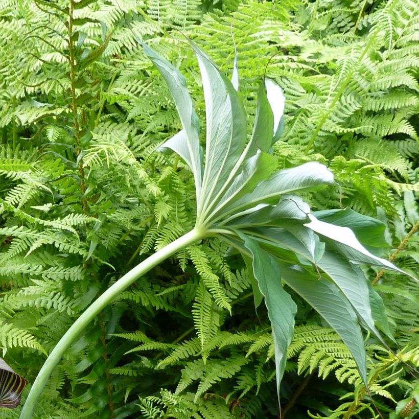 Kärsäkalla - Arisaema consanguineum (Foliage)