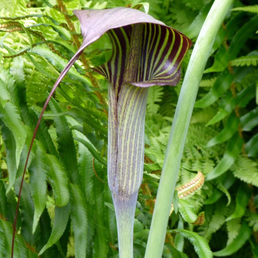 Kärsäkalla - Arisaema consanguineum (Flowering)
