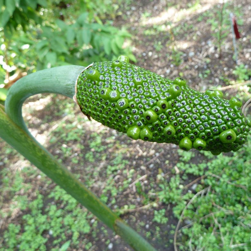 Kärsäkalla - Arisaema consanguineum (Harvest)