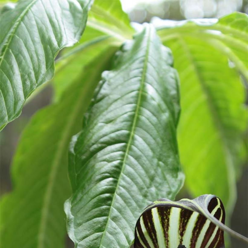 Kärsäkalla - Arisaema concinnum (Foliage)