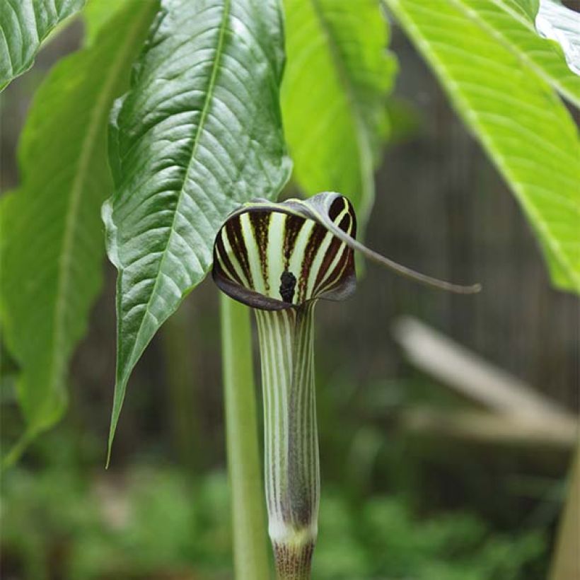Kärsäkalla - Arisaema concinnum (Flowering)
