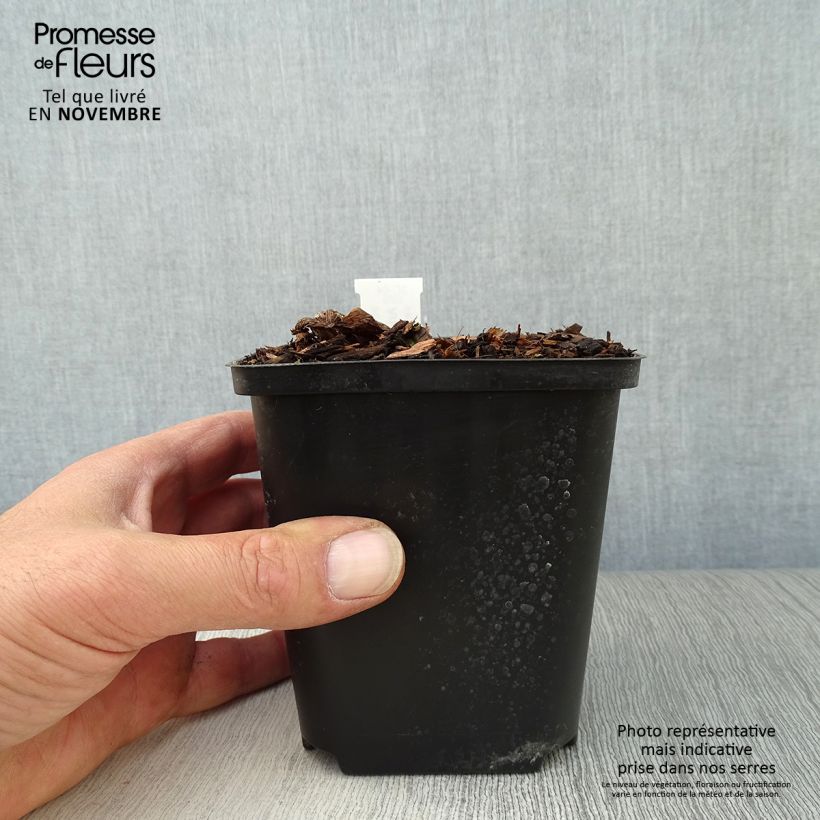 Esimerkki syksyllä toimitetusta Kärsäkalla - Arisaema costatum 8/9 cm taimiruukku-taimesta