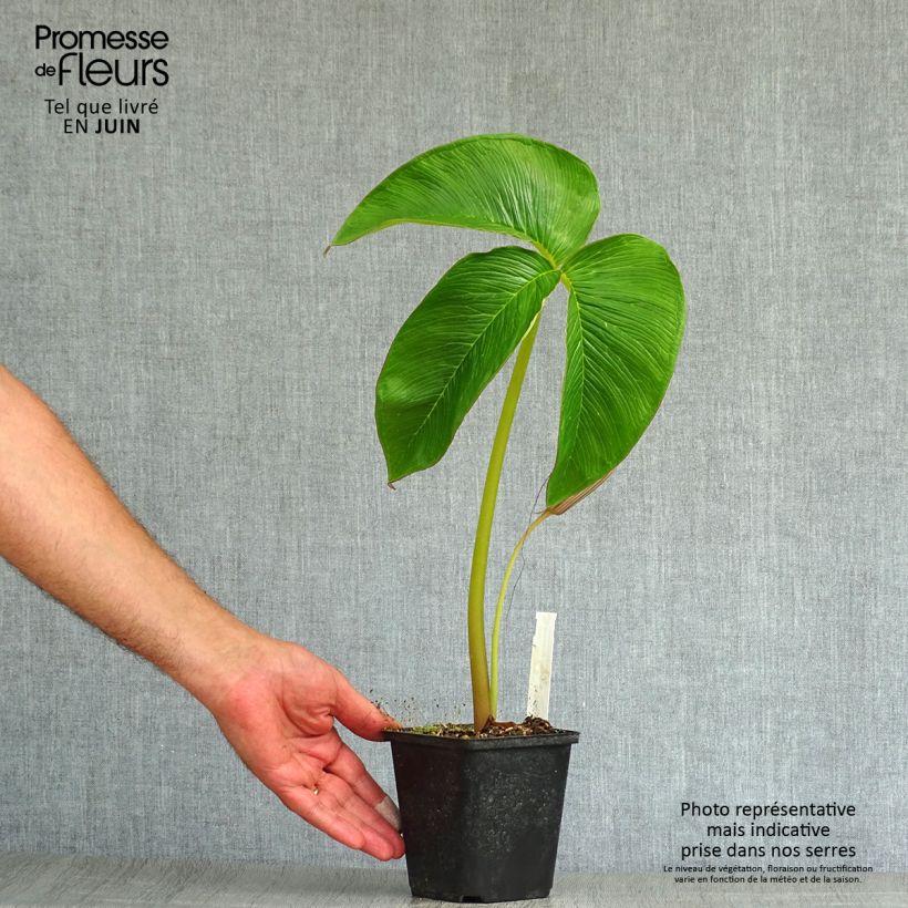 Esimerkki kesällä toimitetusta Kärsäkalla - Arisaema costatum Godet de 8/9 cm-taimesta