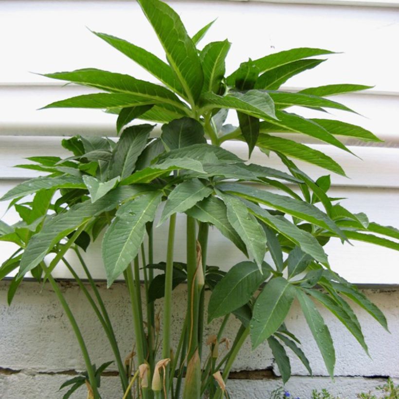 Puikkokärsäkalla - Arisaema dracontium (Foliage)