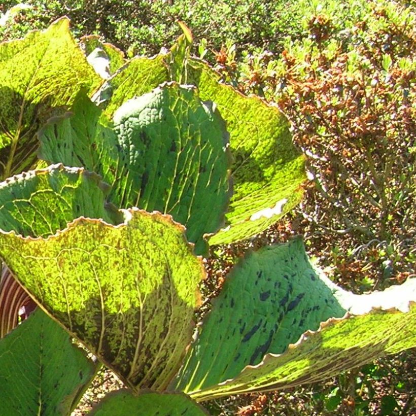 Kärsäkalla - Arisaema elephas (Foliage)