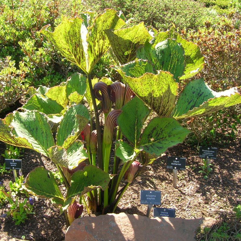 Kärsäkalla - Arisaema elephas (Plant habit)