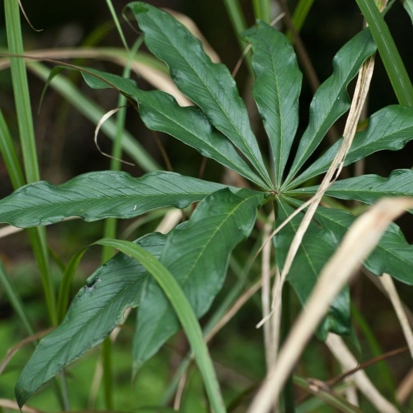 Kiinankärsäkalla - Arisaema erubescens (Foliage)