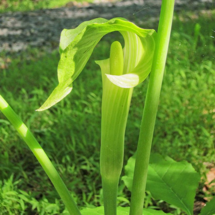 Kiinankärsäkalla - Arisaema erubescens (Flowering)