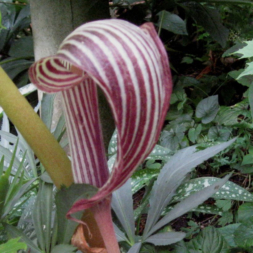 Kärsäkalla - Arisaema fargesii (Flowering)