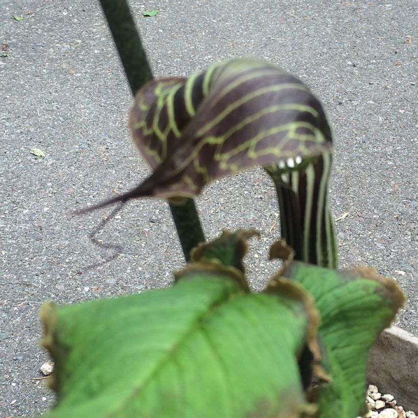 Kärsäkalla - Arisaema griffithii (Flowering)