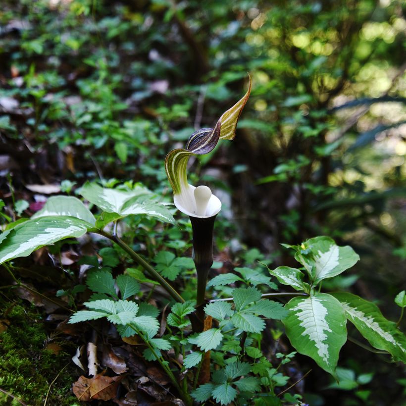 Suklaakärsäkalla - Arisaema sikokianum (Plant habit)