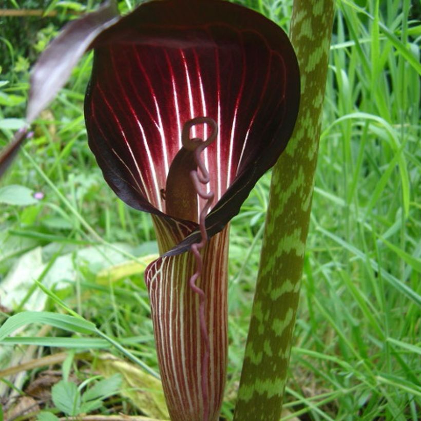 Kärsäkalla - Arisaema speciosum (Flowering)