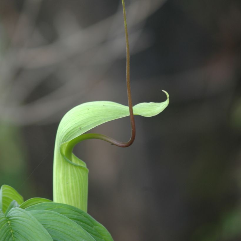 Mutkakärsäkalla - Arisaema tortuosum (Flowering)