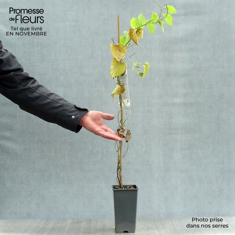 Esimerkki syksyllä toimitetusta Piippuköynnös - Aristolochia macrophylla (durior) 2 litran/3 litran ruukku-taimesta