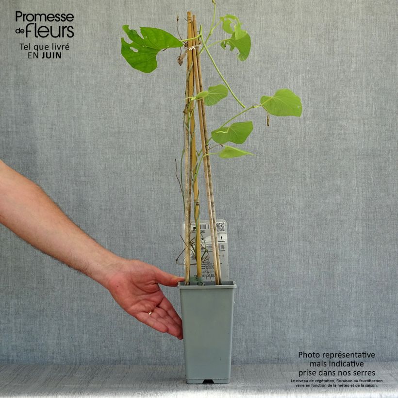 Esimerkki kesällä toimitetusta Piippuköynnös - Aristolochia macrophylla Pot de 1L/1,5L-taimesta