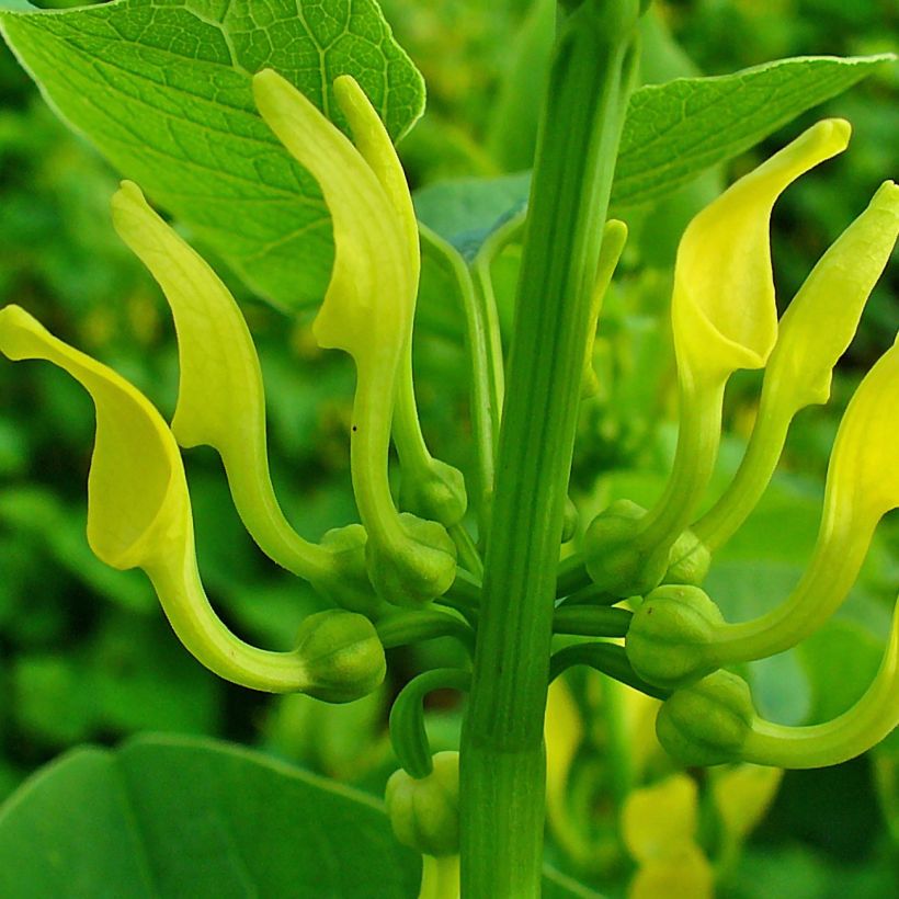 Herttapiippuruoho - Aristolochia clematitis (Kukinta)