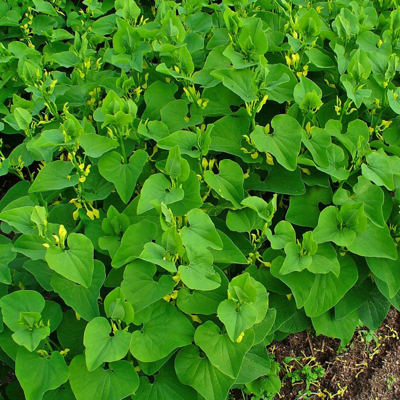 Herttapiippuruoho - Aristolochia clematitis (Kasvutapa)