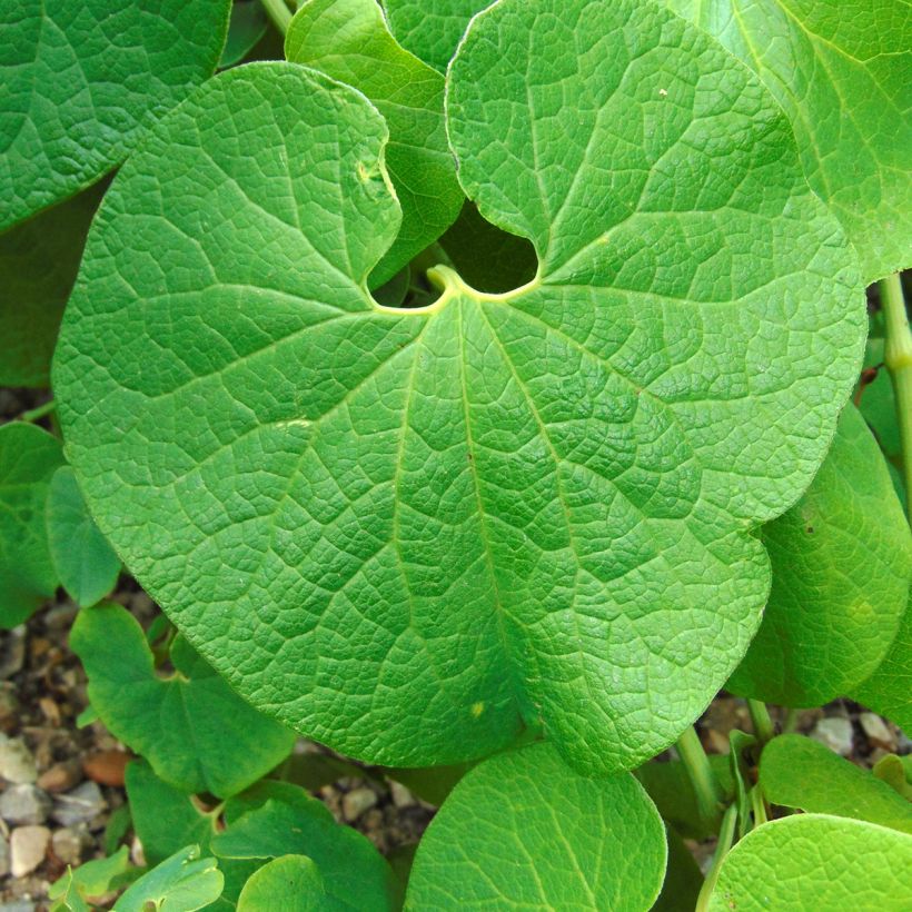Herttapiippuruoho - Aristolochia clematitis (Lehvistö)
