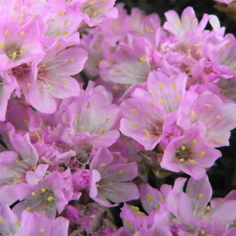 Mätäslaukkaneilikka Bevan s Variety (Kukinta)