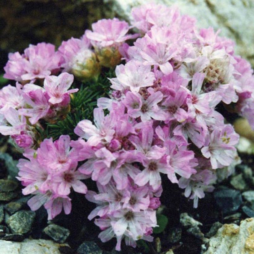 Mätäslaukkaneilikka Bevan s Variety (Kasvutapa)