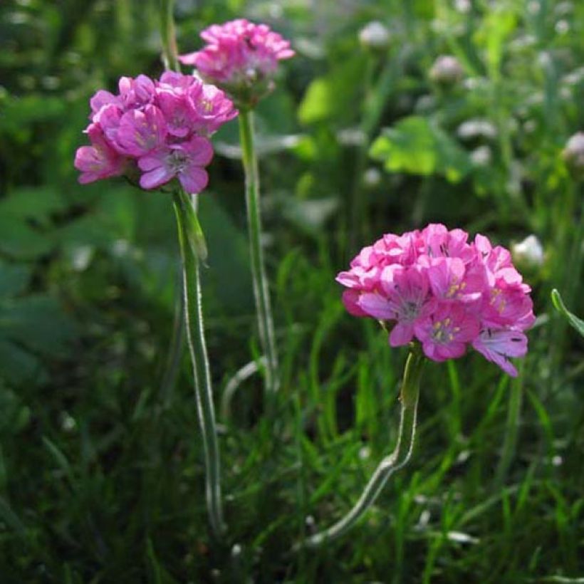 Rusolaukkaneilikka Rosea (Kasvutapa)