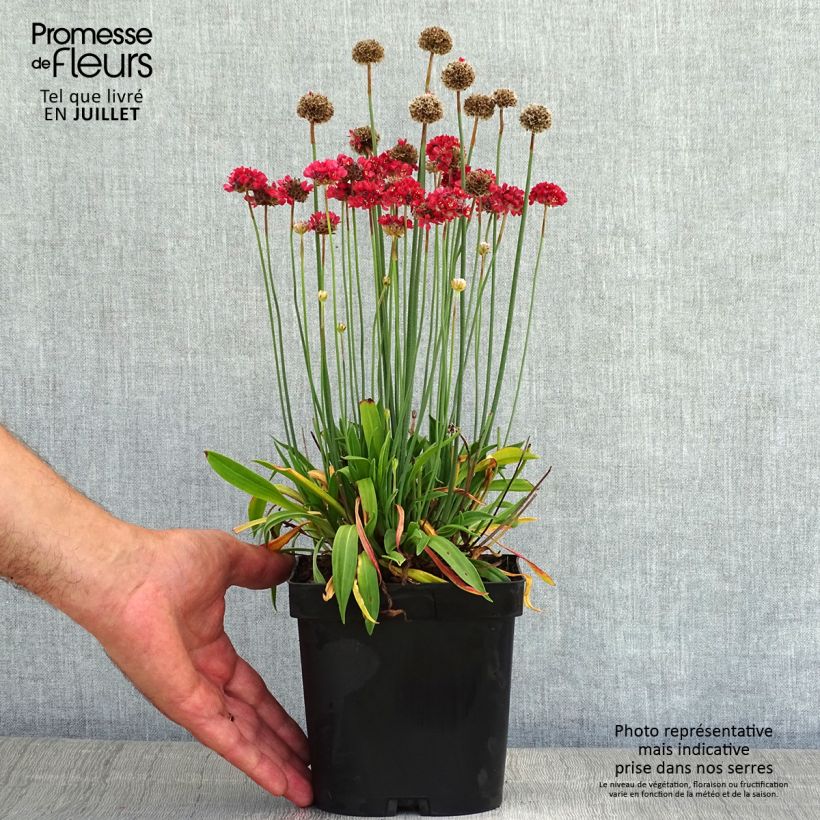 Esimerkki kesällä toimitetusta Maljalaukkaneilikka Ballerina Red Pot de 2L/3L-taimesta