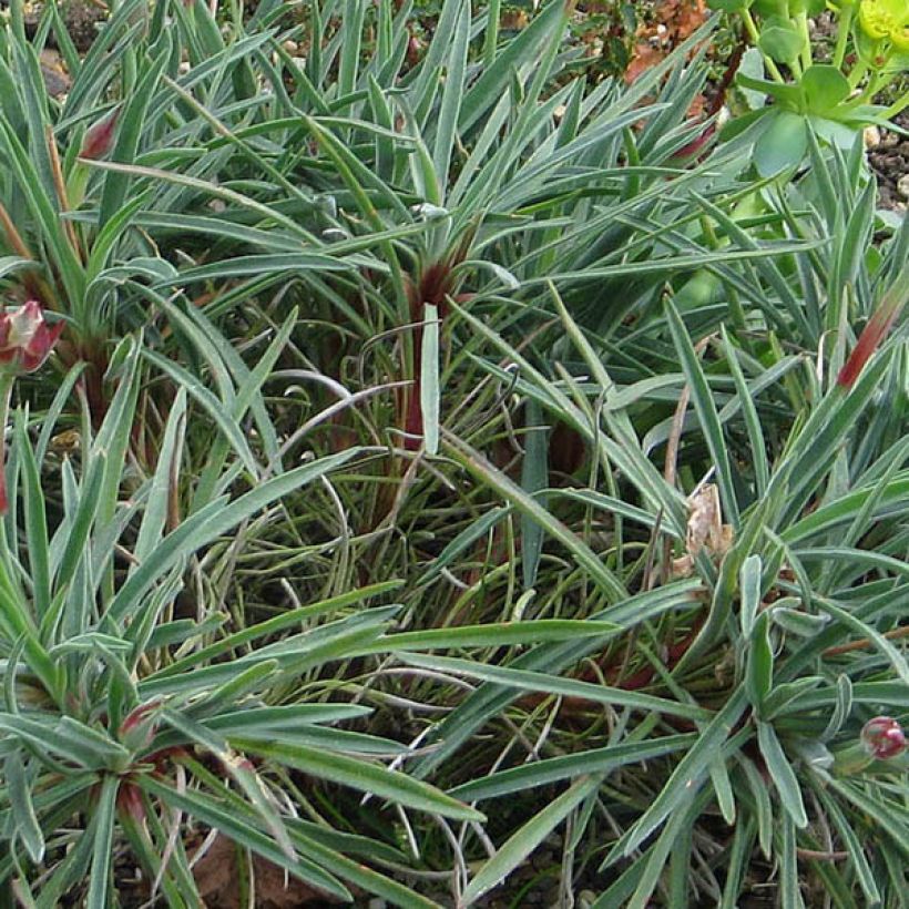 Laukkaneilikka - Armeria welwitschii (Lehvistö)