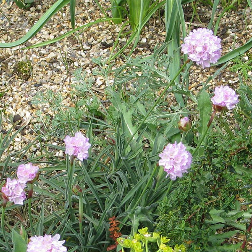 Laukkaneilikka - Armeria welwitschii (Kukinta)