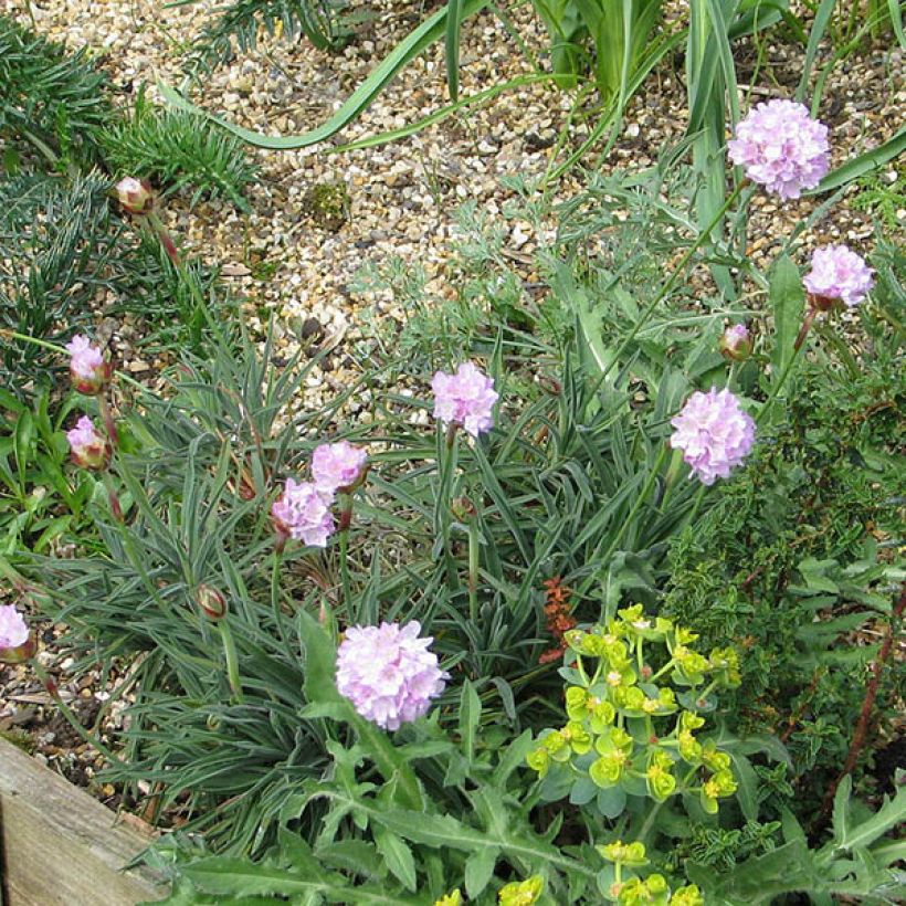 Laukkaneilikka - Armeria welwitschii (Kasvutapa)