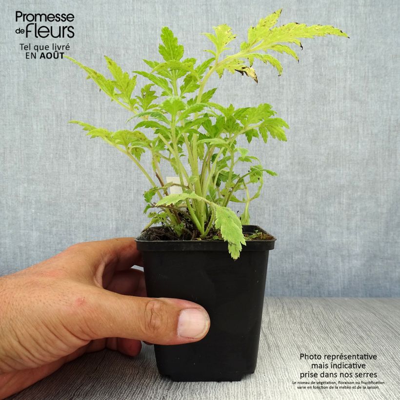 Esimerkki kesällä toimitetusta Kiinanmaruna - Artemisia lactiflora Taimiruukku 8/9 cm-taimesta