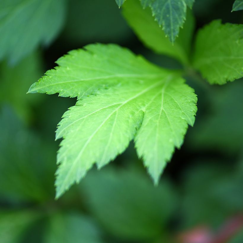 Kiinanmaruna - Artemisia lactiflora (Lehvistö)