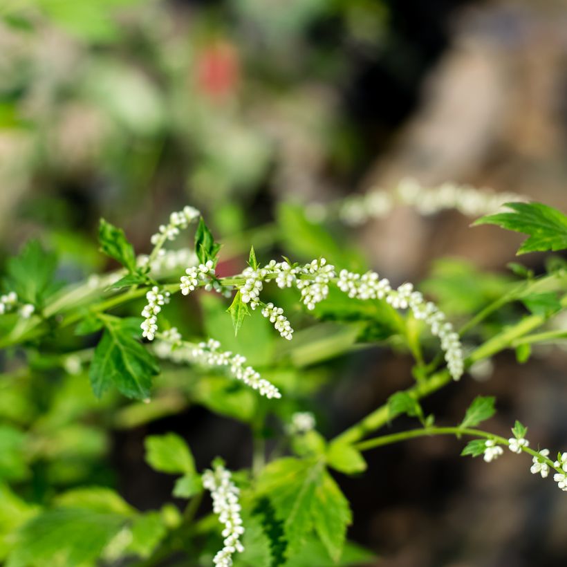 Kiinanmaruna - Artemisia lactiflora (Kukinta)