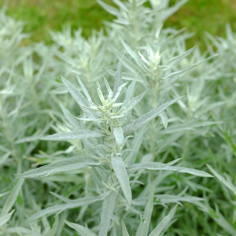 Hopeamaruna Silver Queen (Lehvistö)