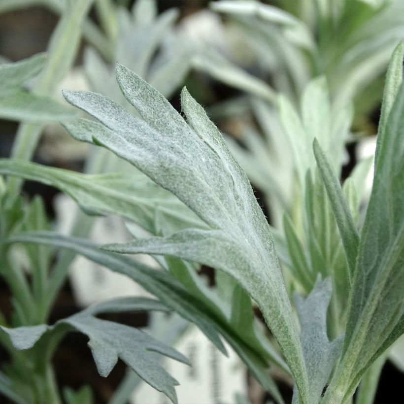 Hopeamaruna Valerie Finnis (Foliage)