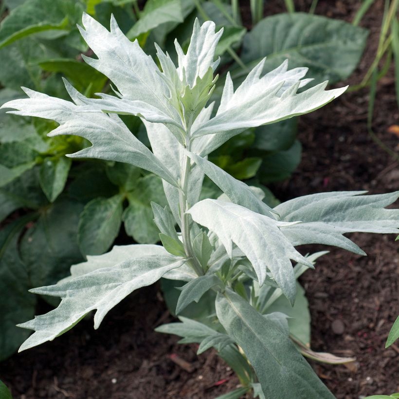 Hopeamaruna Valerie Finnis (Plant habit)