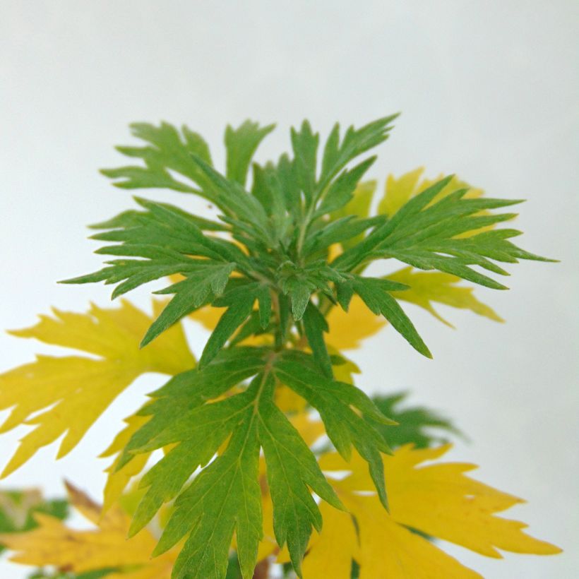 Pujo - Artemisia vulgaris (Lehvistö)