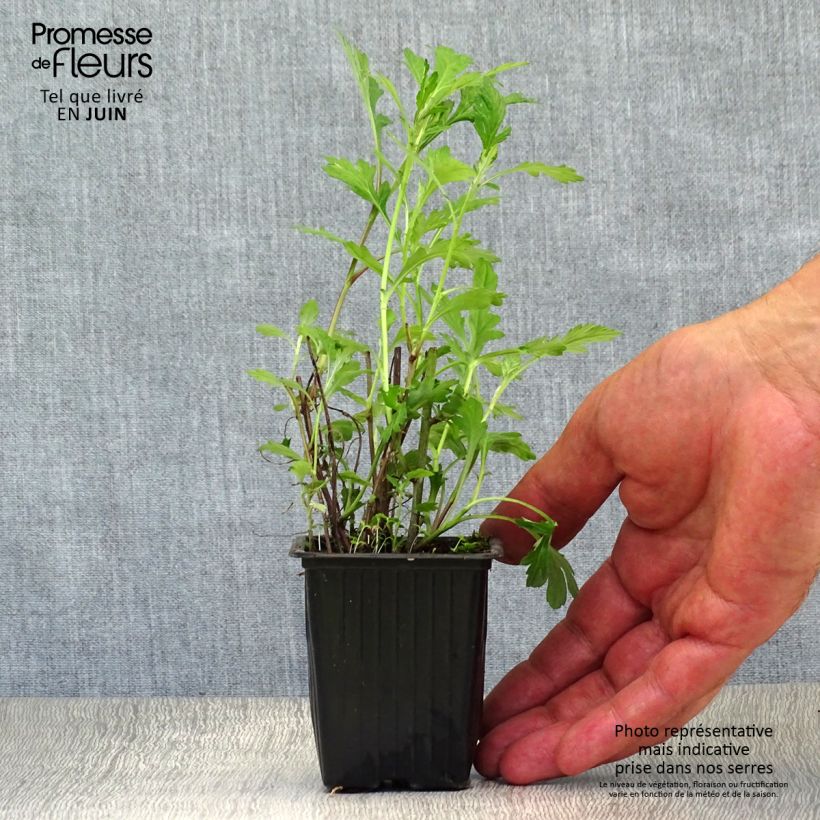 Esimerkki kesällä toimitetusta Pujo - Artemisia vulgaris 7/8 cm taimiruukku-taimesta