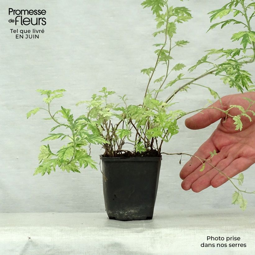 Esimerkki kesällä toimitetusta Pujo Oriental Limelight Taimiruukku 8/9 cm-taimesta