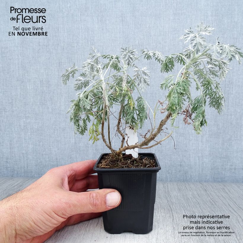 Esimerkki syksyllä toimitetusta Välimerenmaruna Powis Castle 8/9 cm taimiruukku-taimesta